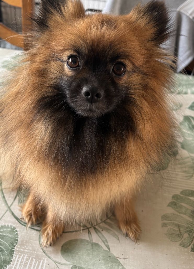 Urielle de l'Histoire Enchantée