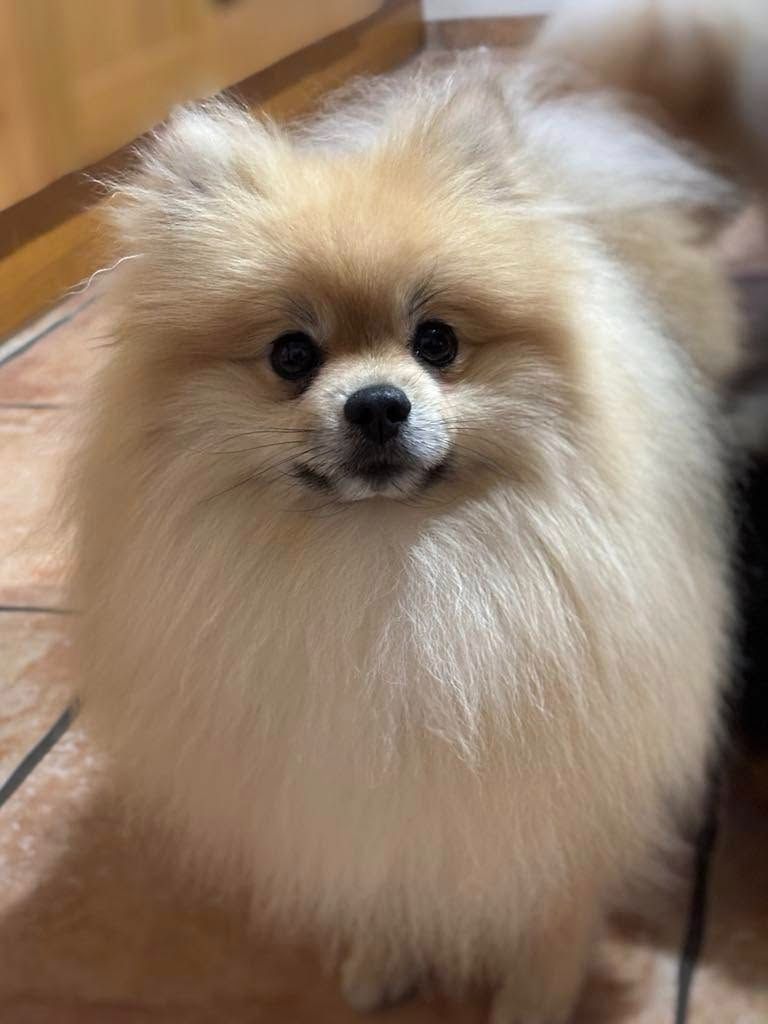 CH. Undy de l'Histoire Enchantée