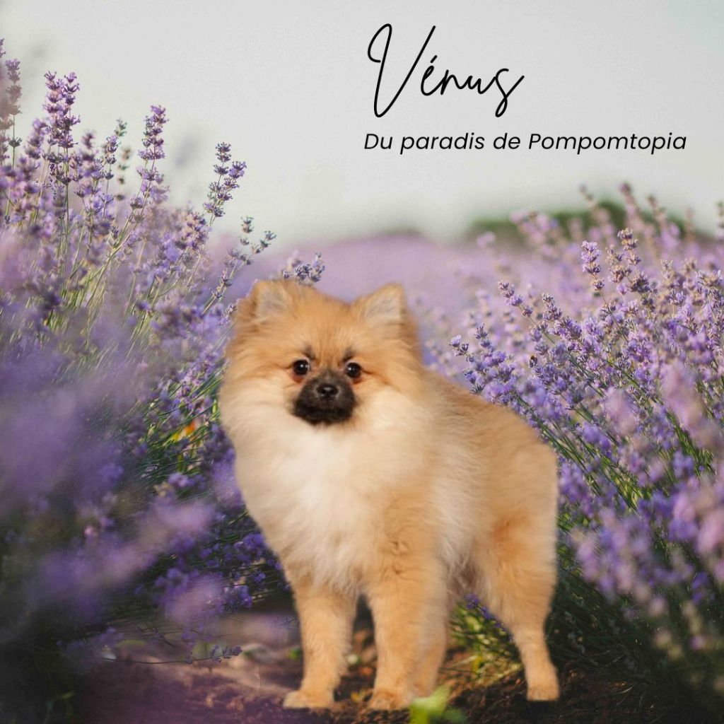 Venus Du Paradis De Pompomtopia